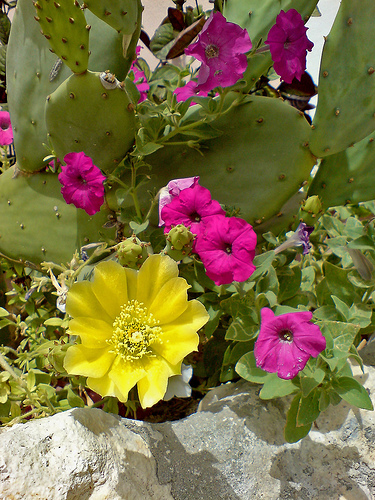 Garden Flower Cactus