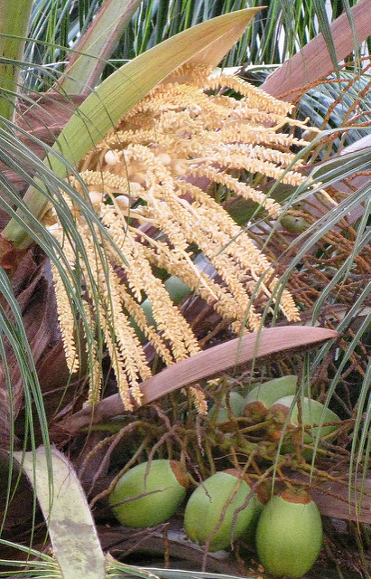 Garden Flower Coconut Palm